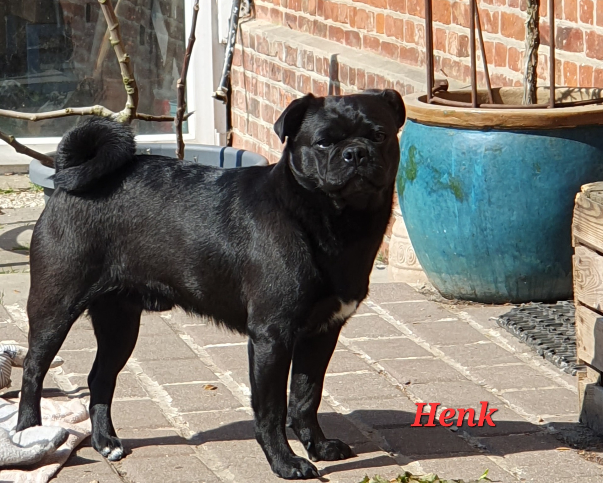 Kennel Rotellini´s 