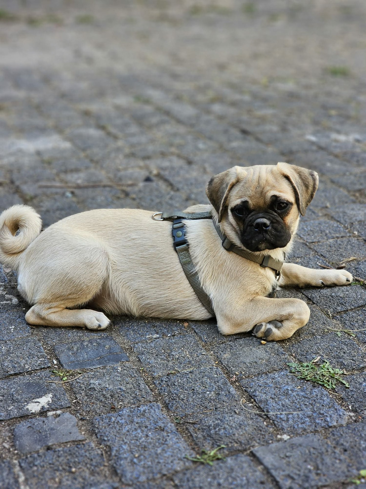 Kennel Rotellini´s, kasvattaja Patricia Grethe