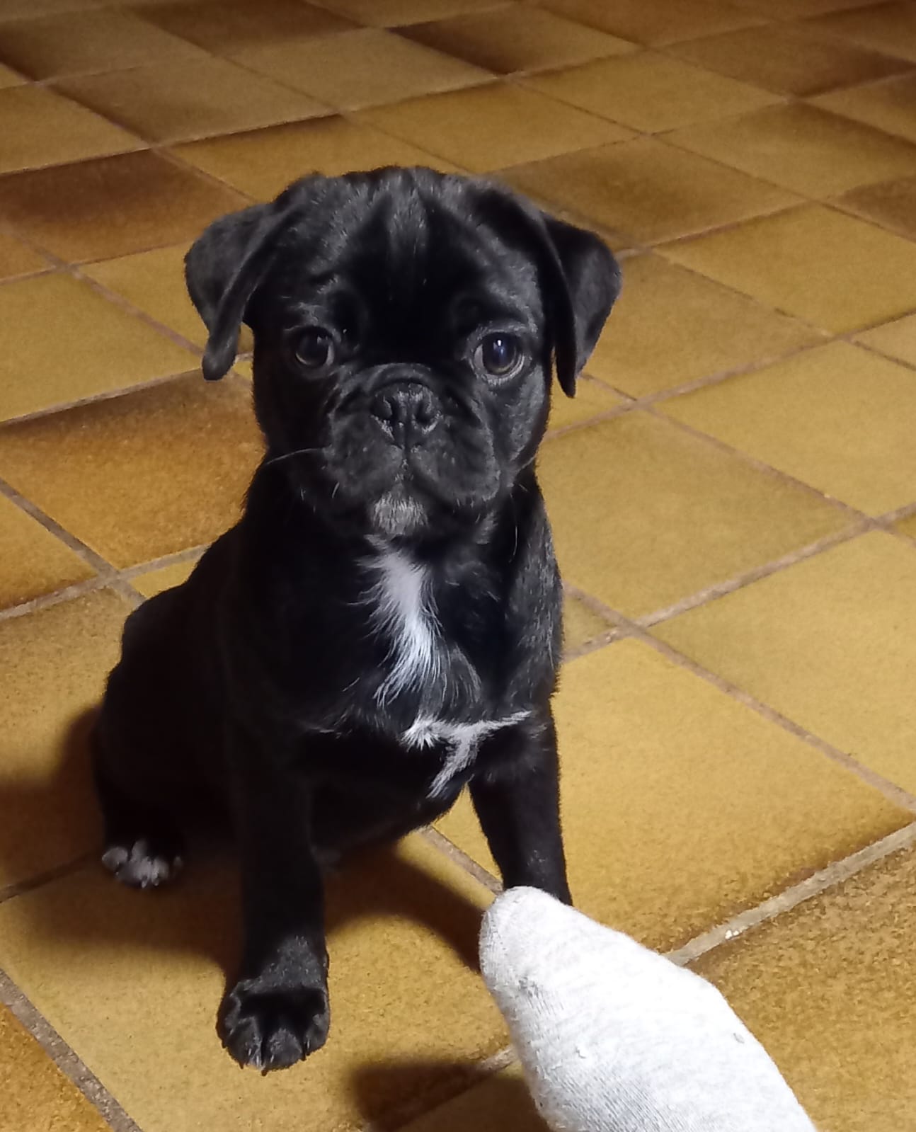 Kennel Rotellini´s