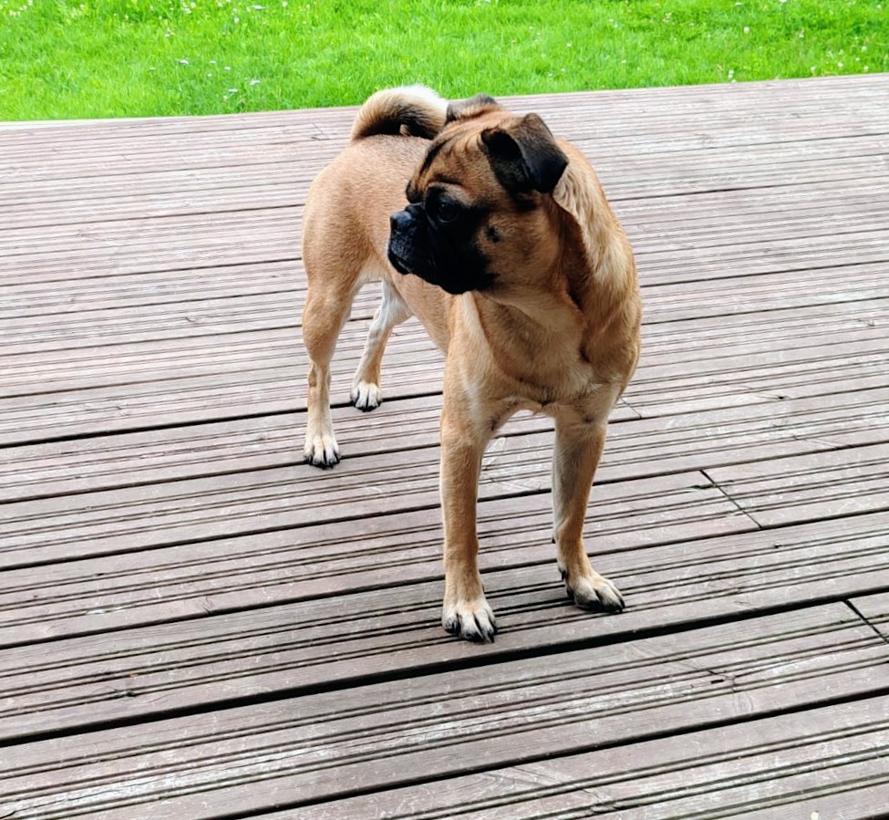 Fridolin Von Herzenhunden, "Fredi"